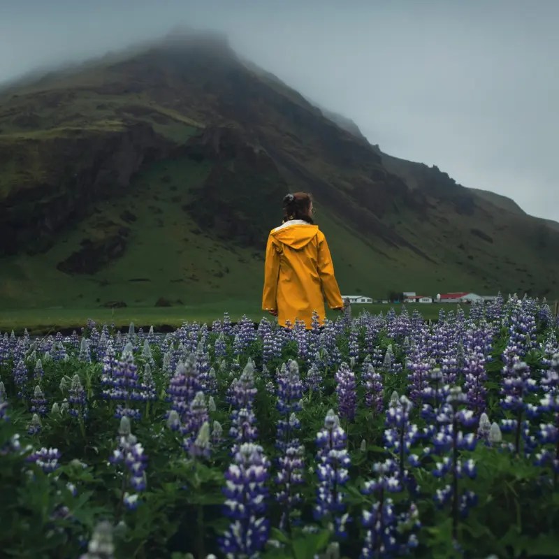 Lupins en Islande Lupins en Islande