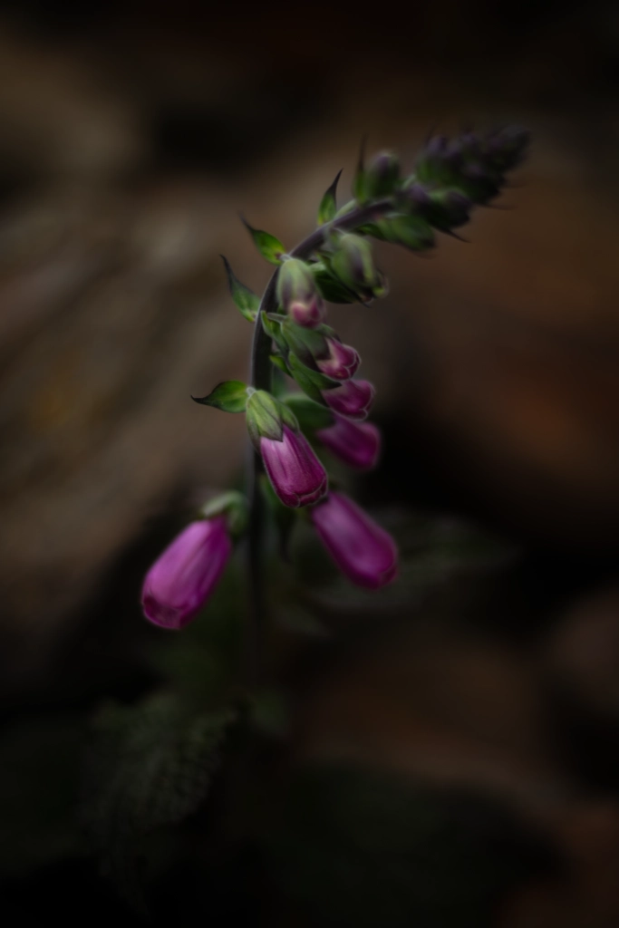 Macro d'une digitale pourpre en train d'éclore dans les Pyrénées, photographie d'art de Jill Pollock, Vaea Designs